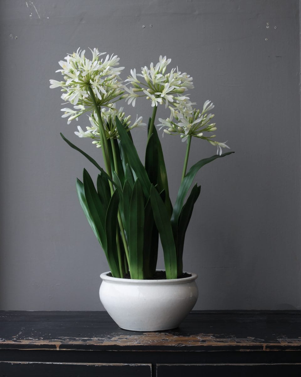 Agapanthus In A White Glazed Bowl | Plants & Flowers | Willow Lifestyle
